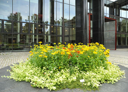 Flowers outside Georg Sverdrup's house